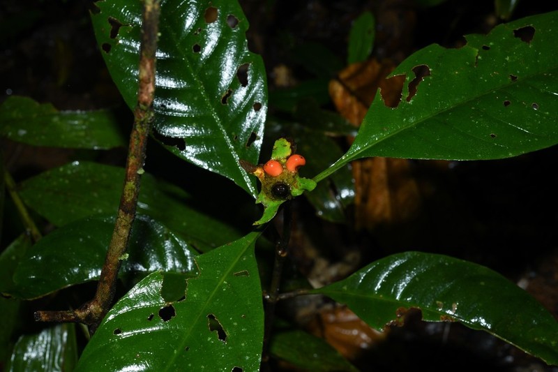 Carapichea galbaoensis