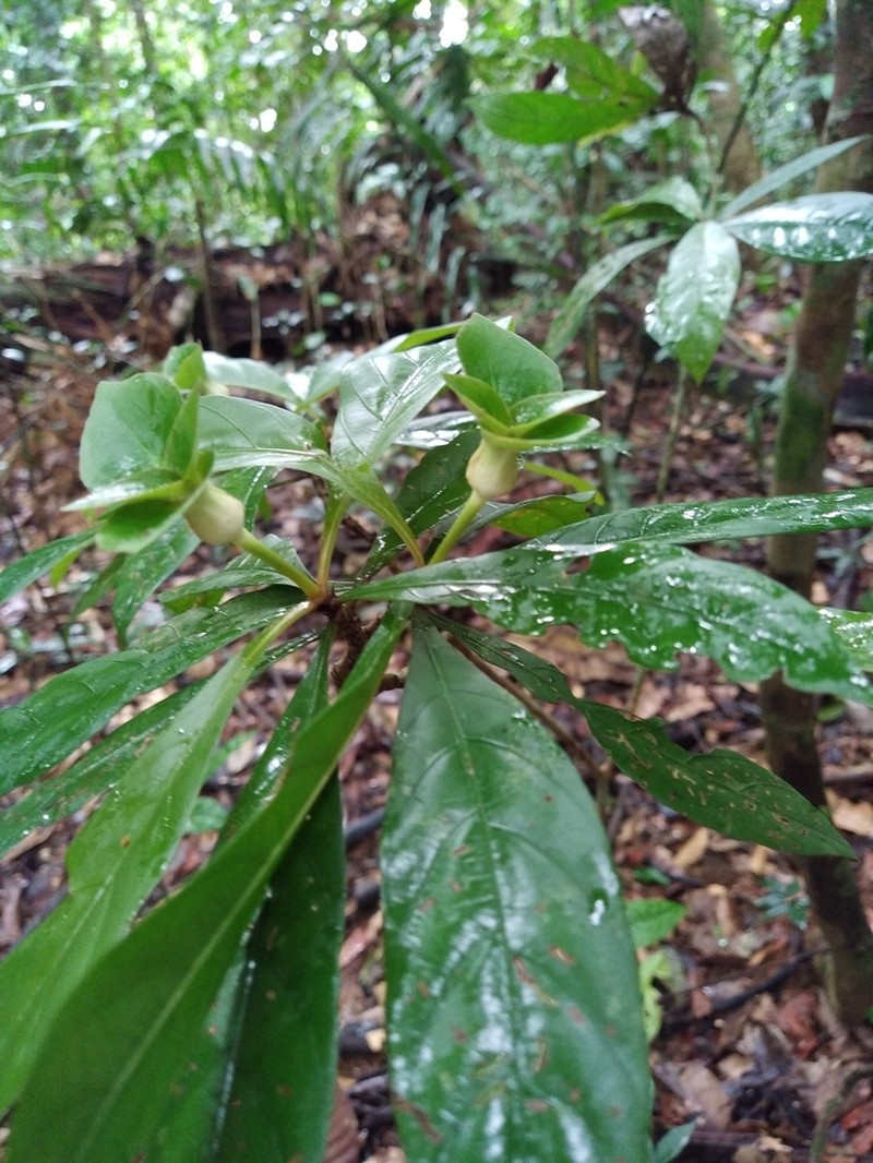 Carapichea galbaoensis photo 2