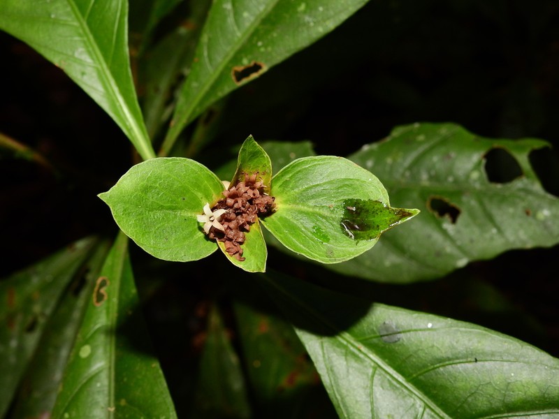 Carapichea galbaoensis photo 3