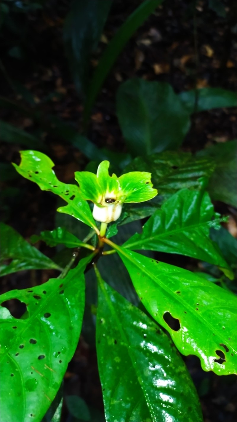 Carapichea galbaoensis photo 4
