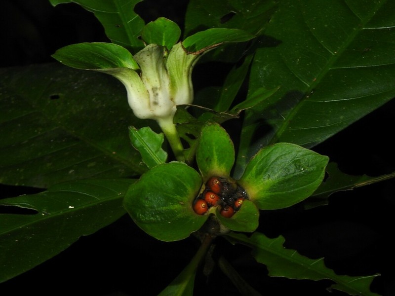 Carapichea galbaoensis photo 5