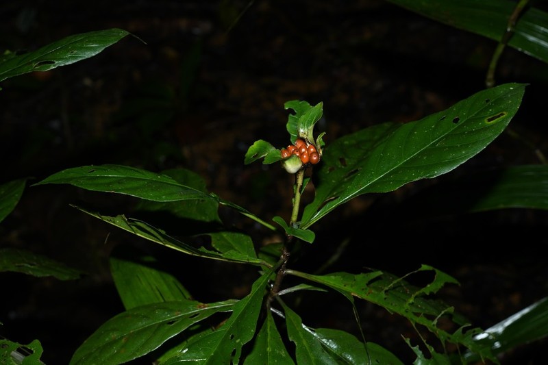 Carapichea galbaoensis photo 6