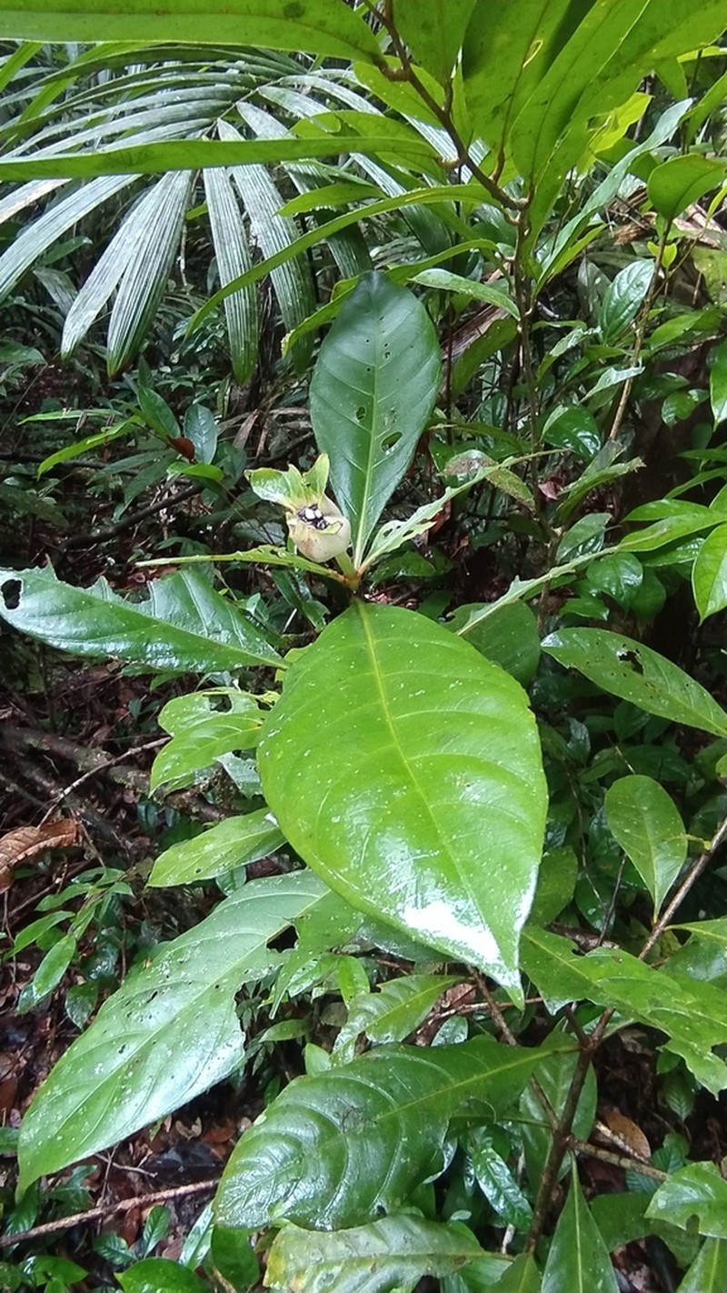 Carapichea galbaoensis photo 7