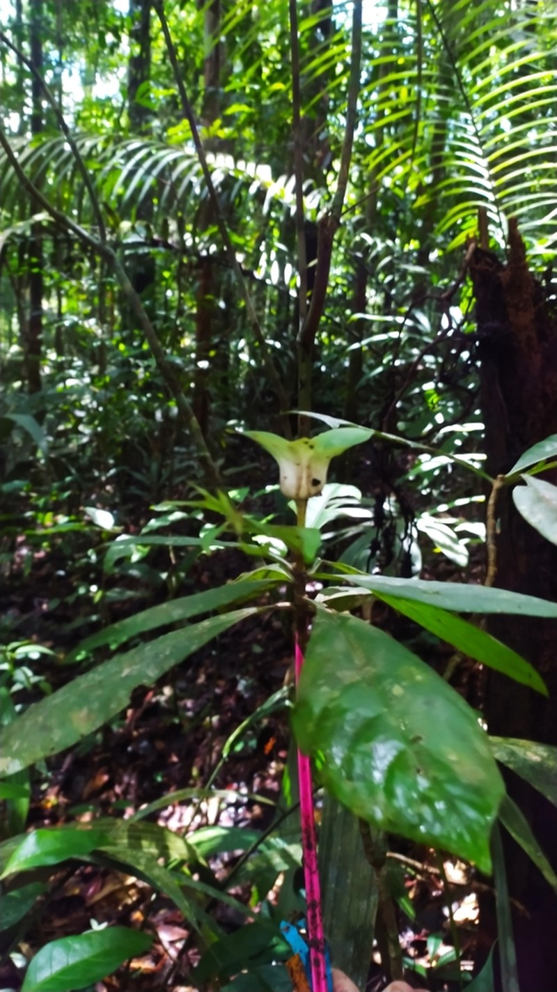Carapichea galbaoensis photo 8