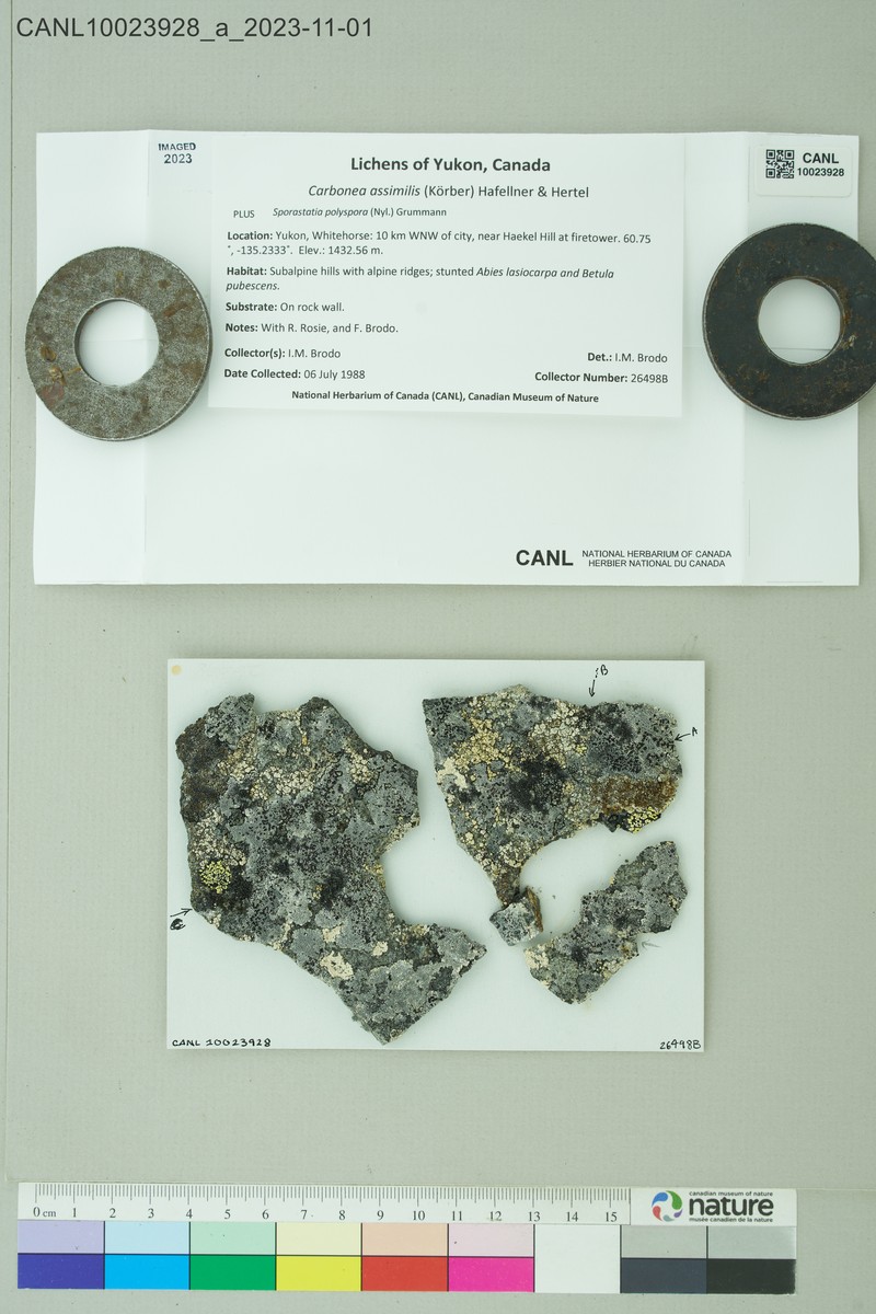Carbonea assimilis
