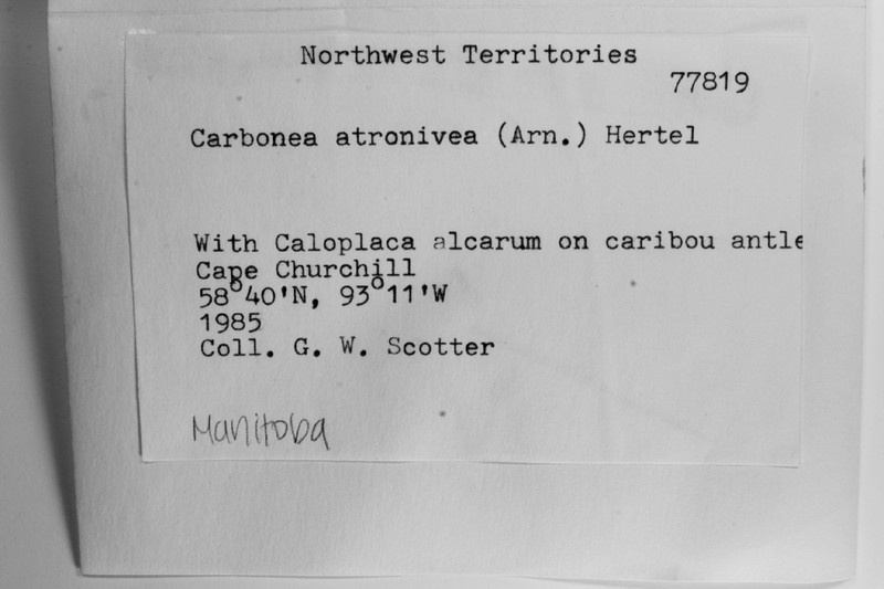 Carbonea Lichen