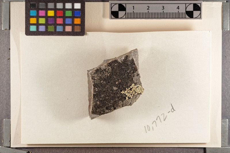 Carbonea intrusa