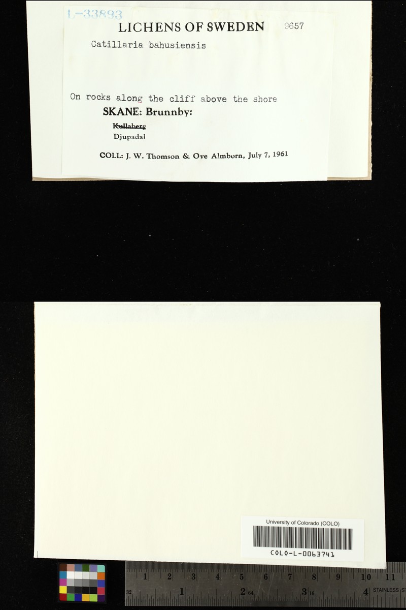 Carbonea intrusa photo 2