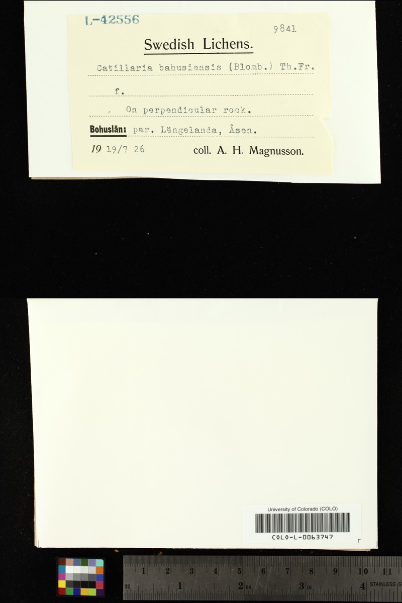 Carbonea intrusa photo 3