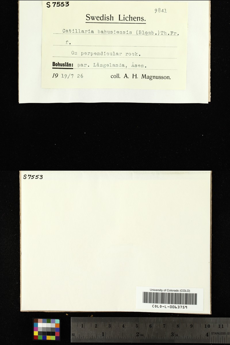 Carbonea intrusa photo 4