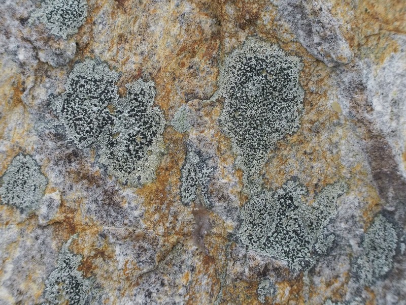 Carbonea latypizodes