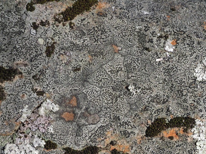 Carbonea latypizodes photo 3