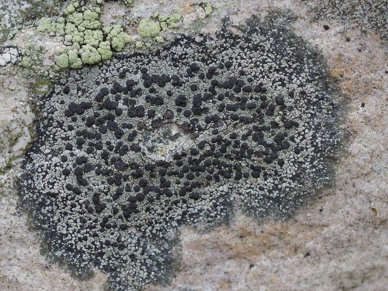 Carbonea latypizodes photo 4