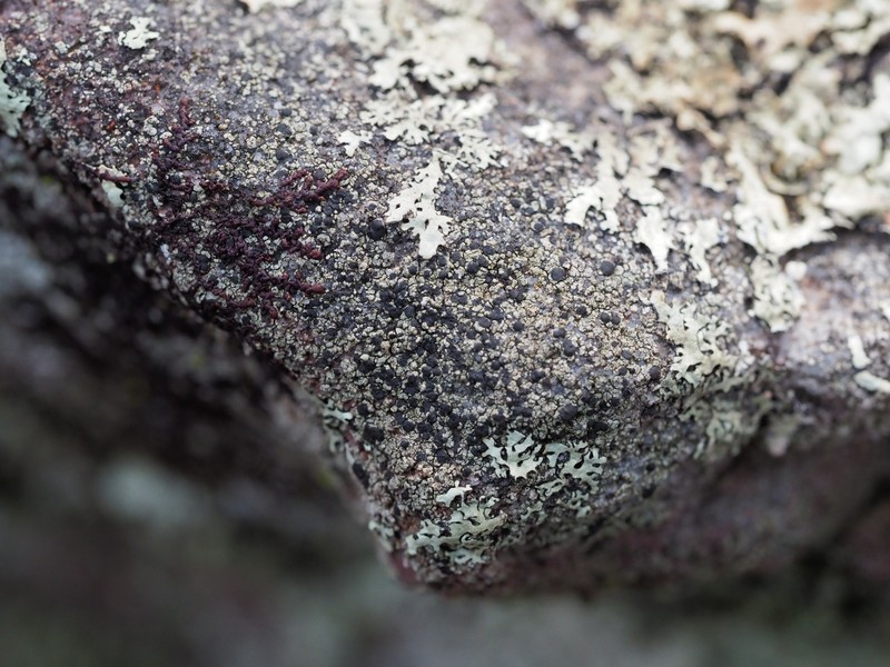 Carbonea latypizodes photo 5