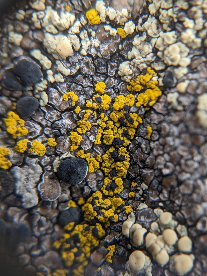 Carbonea Lichen photo 2