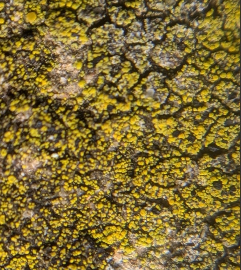 Carbonea Lichen photo 3