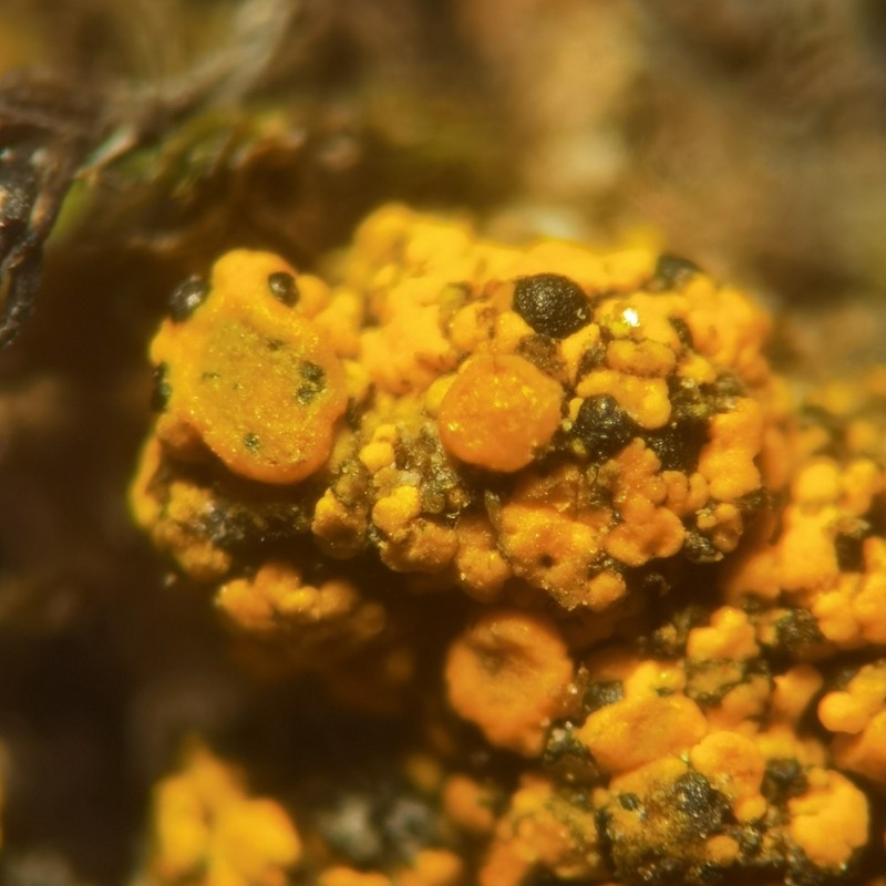 Carbonea Lichen photo 4