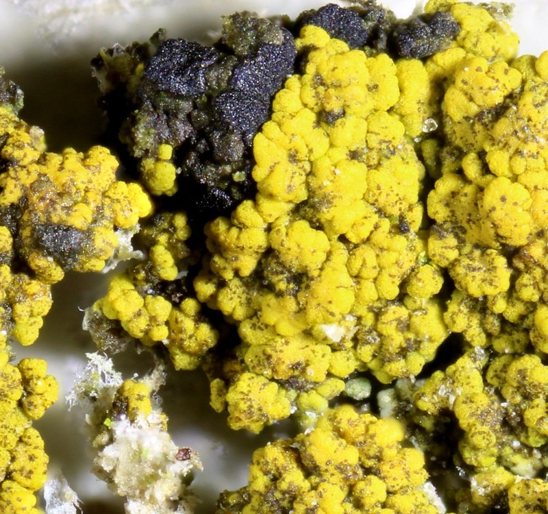 Carbonea Lichen photo 5