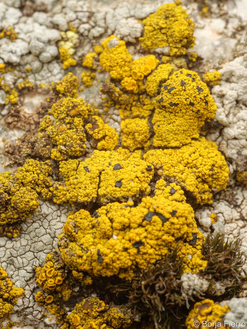 Carbonea Lichen photo 6
