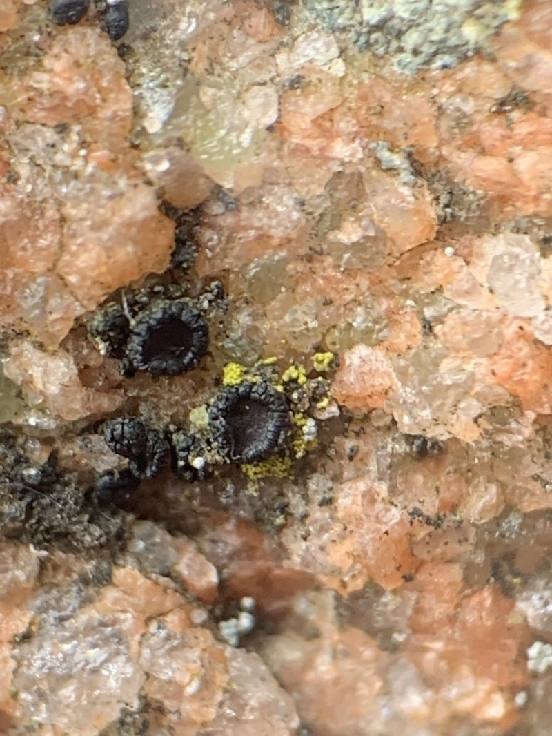 Carbonea Lichen photo 7