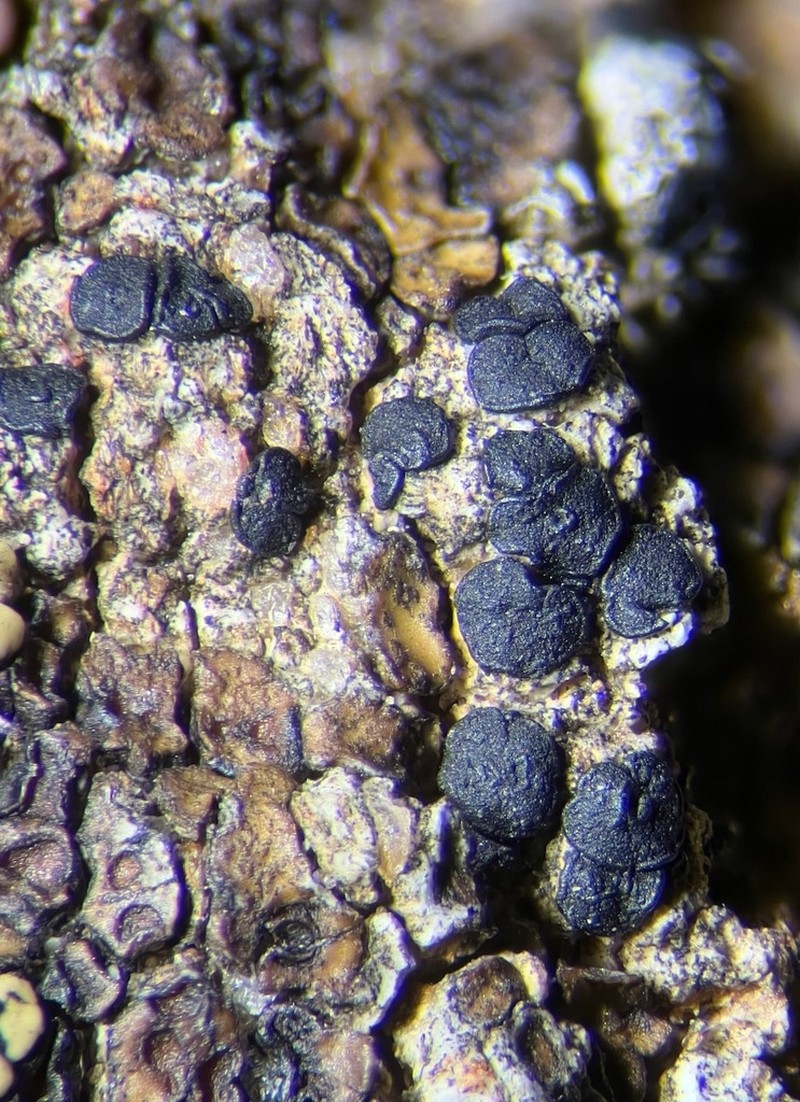 Carbonea Lichen