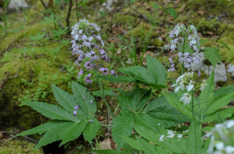 Cardamine × digenea