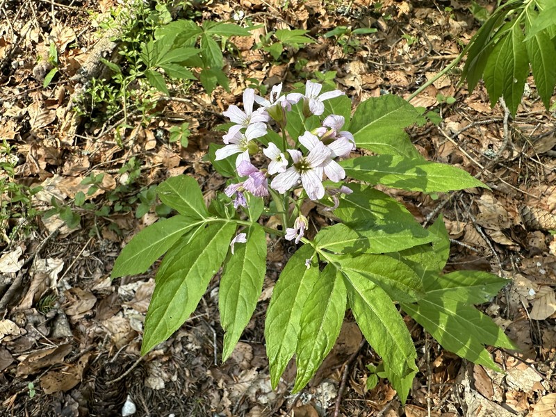 Cardamine × digenea photo 2