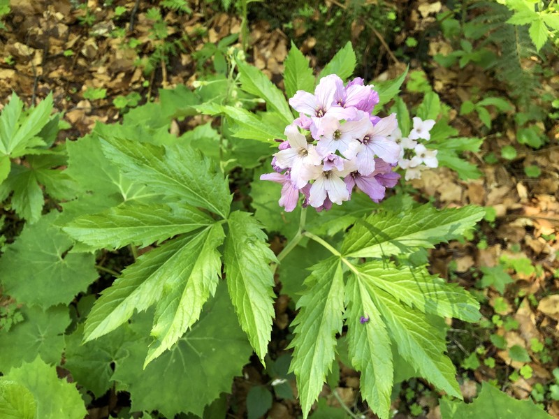 Cardamine × digenea photo 3