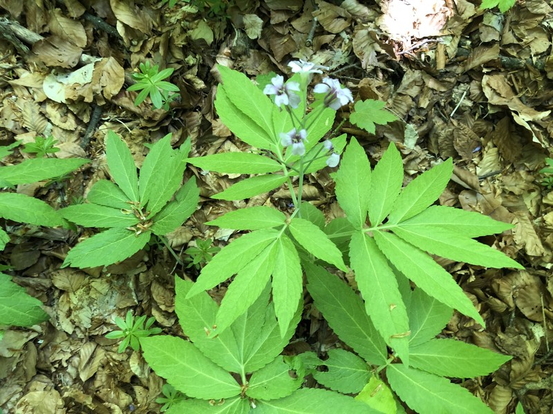 Cardamine × digenea photo 4