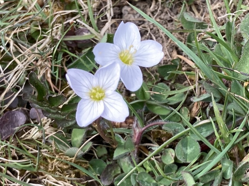 Cardamine × fringsii