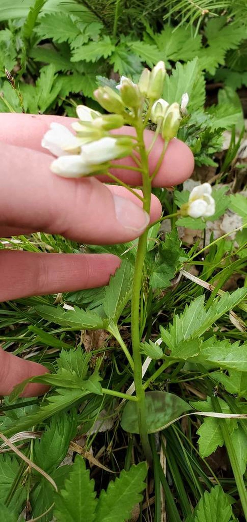 Bittercress photo 8