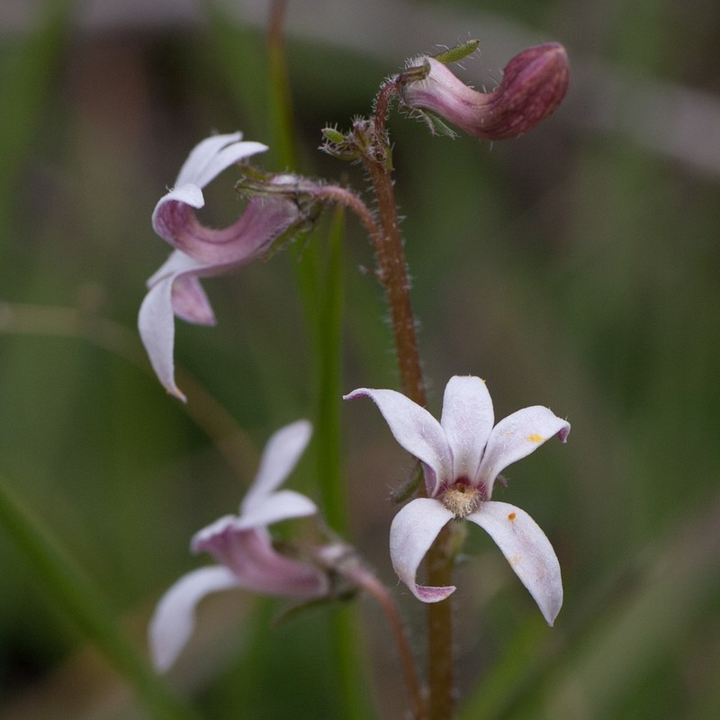 Bittercress