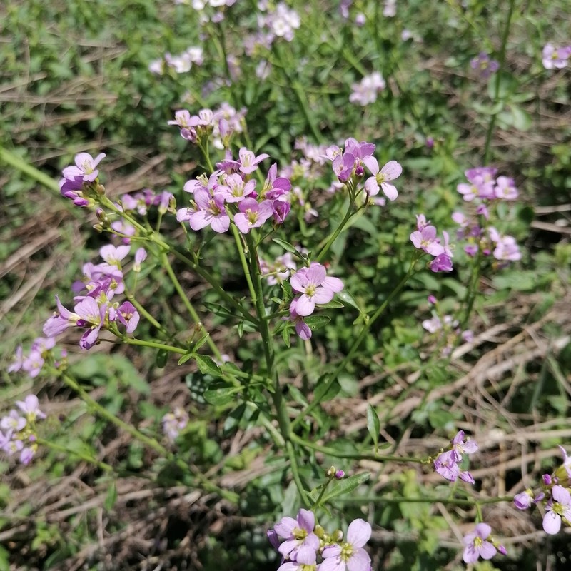 Cardamine acris