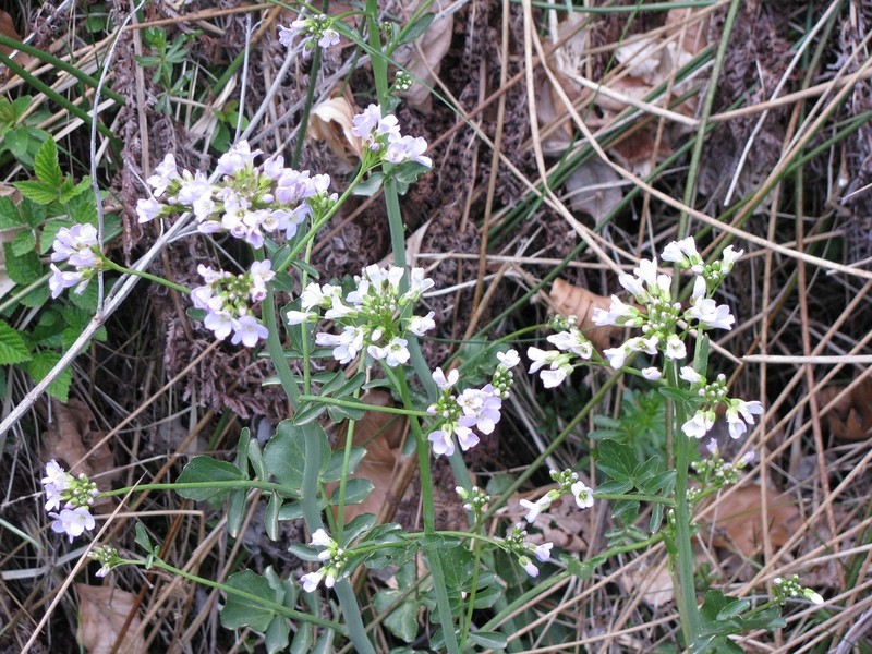 Cardamine acris photo 2
