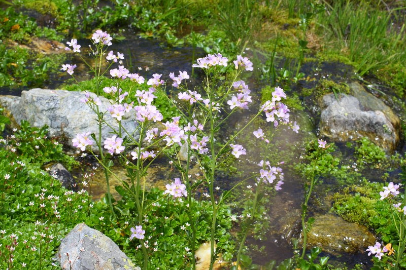 Cardamine acris photo 3