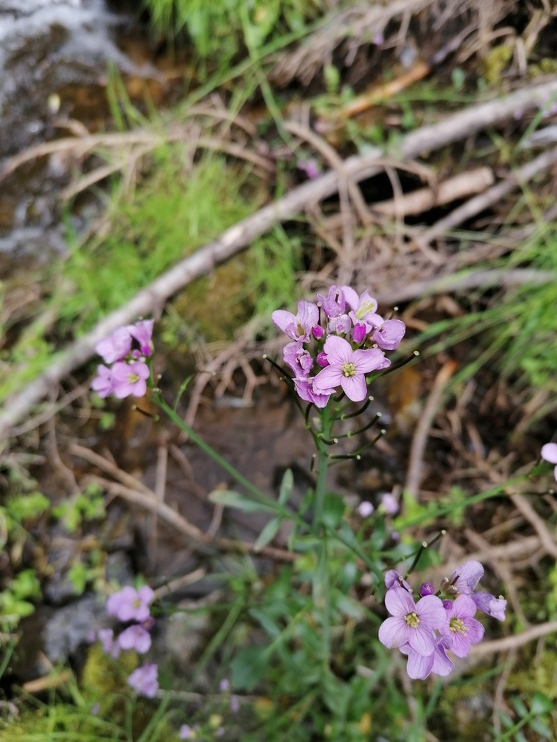 Cardamine acris photo 4