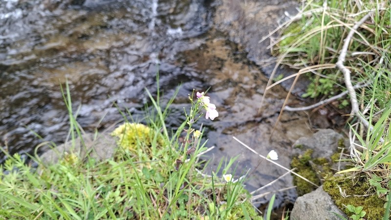 Cardamine acris photo 5