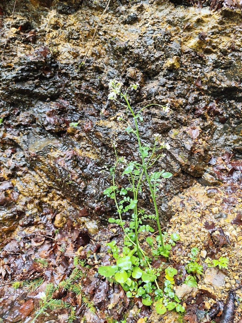 Cardamine acris photo 6