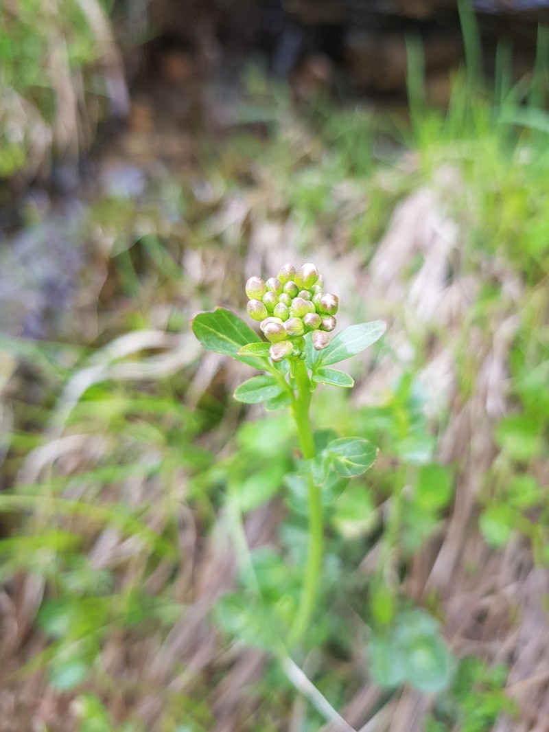 Cardamine acris photo 7