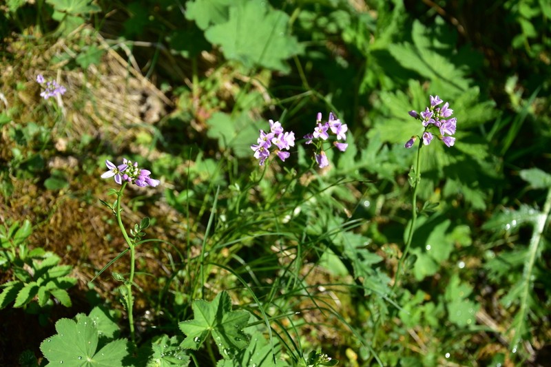 Cardamine acris photo 8