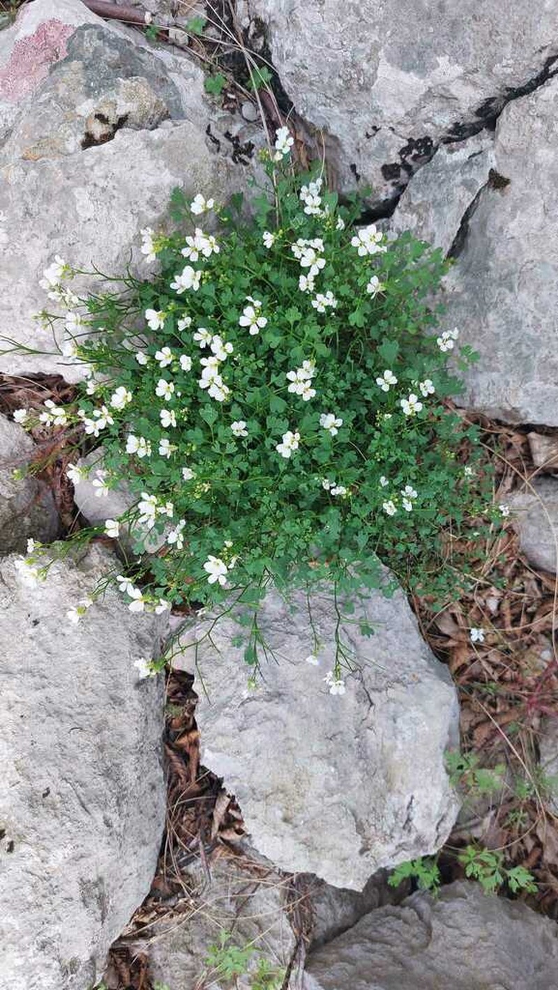 Cardamine adriatica