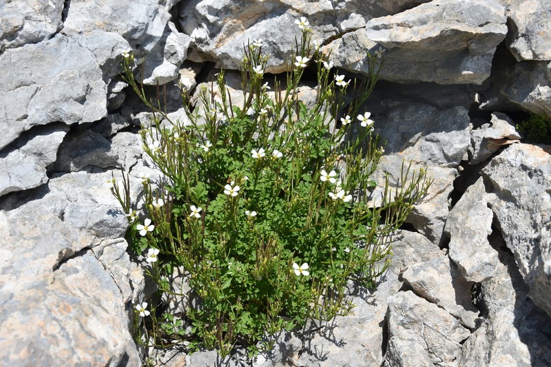 Cardamine adriatica photo 2