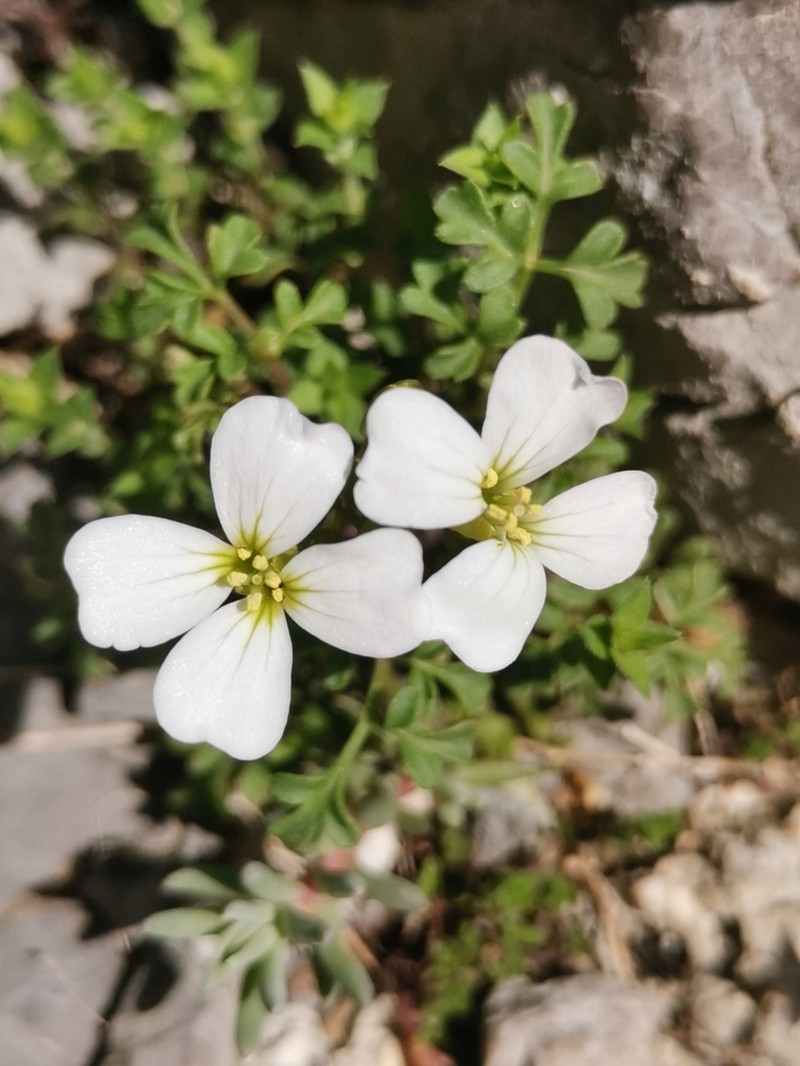 Cardamine adriatica photo 3