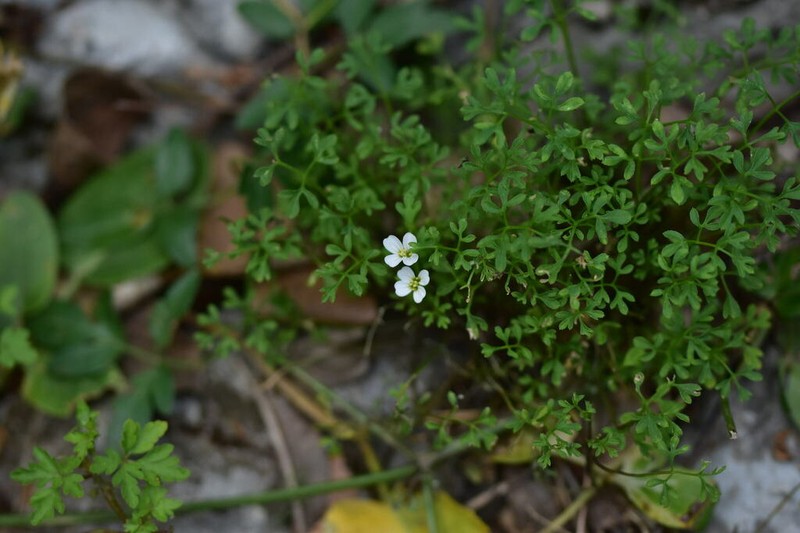 Cardamine adriatica photo 4