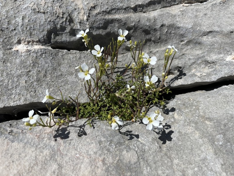 Cardamine adriatica photo 5