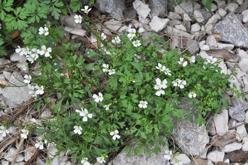 Cardamine adriatica photo 6