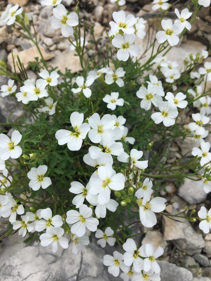 Cardamine adriatica photo 7