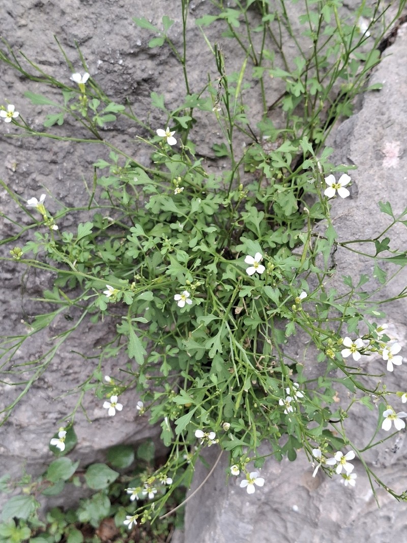 Cardamine adriatica photo 8