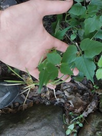 Cardamine africana
