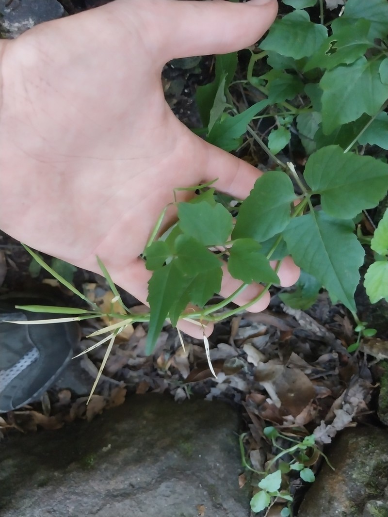 Cardamine africana